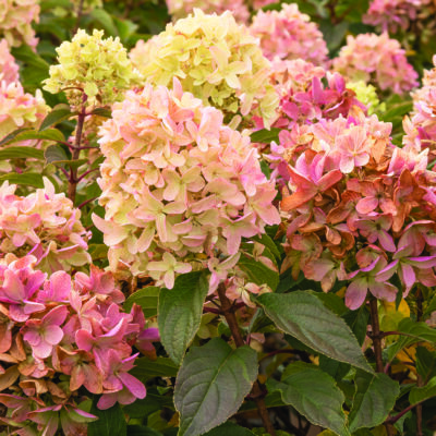 Strawberry Shake Hydrangea