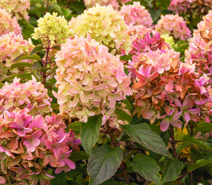 Strawberry Shake Hydrangea