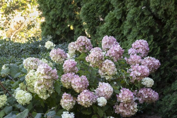 Strawberry Shake Hydrangea - Image 2