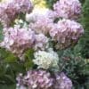 Strawberry Shake Hydrangea - Image 3