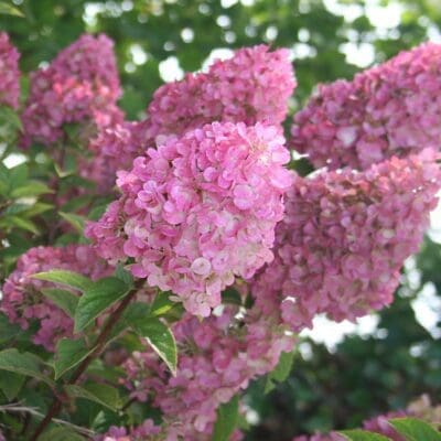 Strawberry Sundae Hydrangea