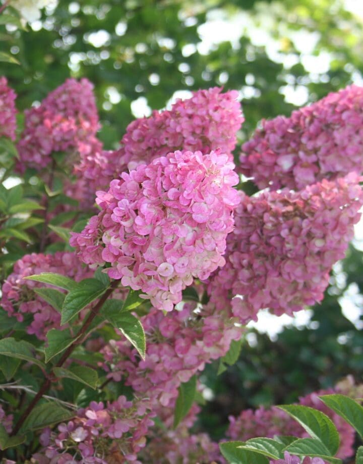 Strawberry Sundae Hydrangea