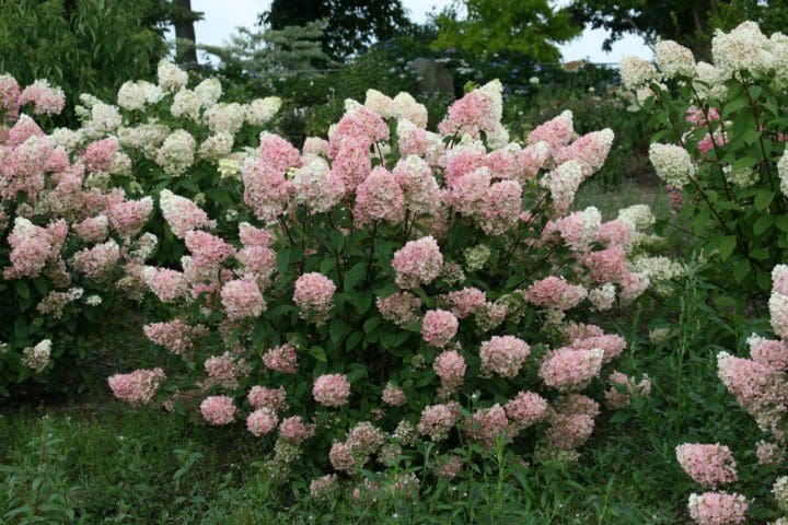 Strawberry Sundae Hydrangea - Image 2