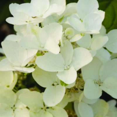 White Diamonds Hydrangea