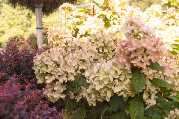 White Diamonds Hydrangea - Image 2