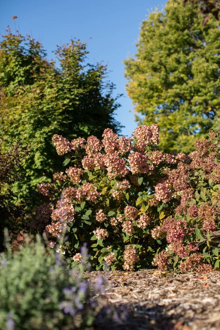 White Diamonds Hydrangea - Image 3