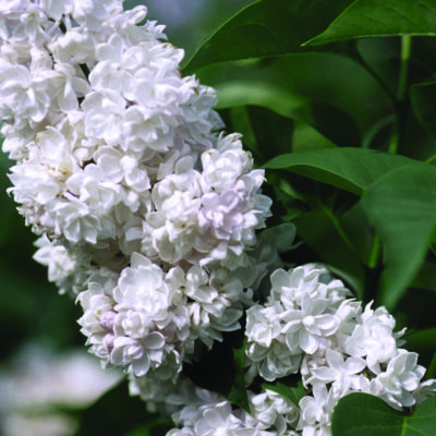 Beauty of Moscow Lilac