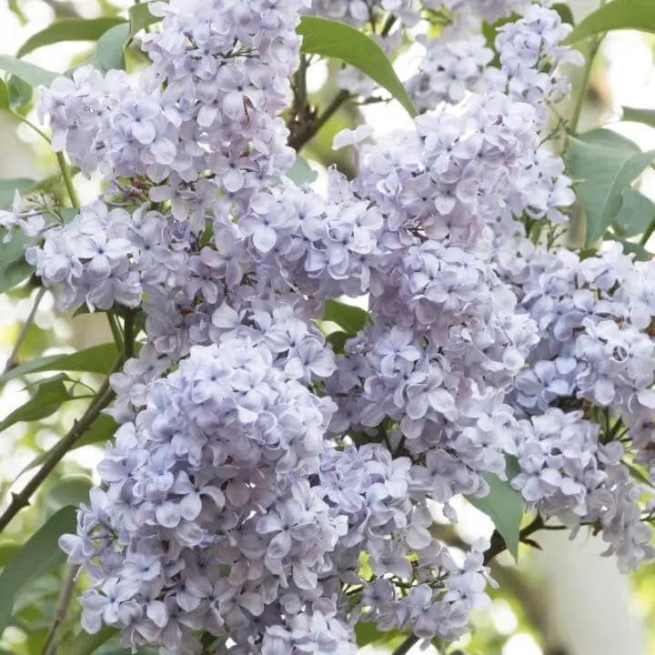 Blue Skies Lilac