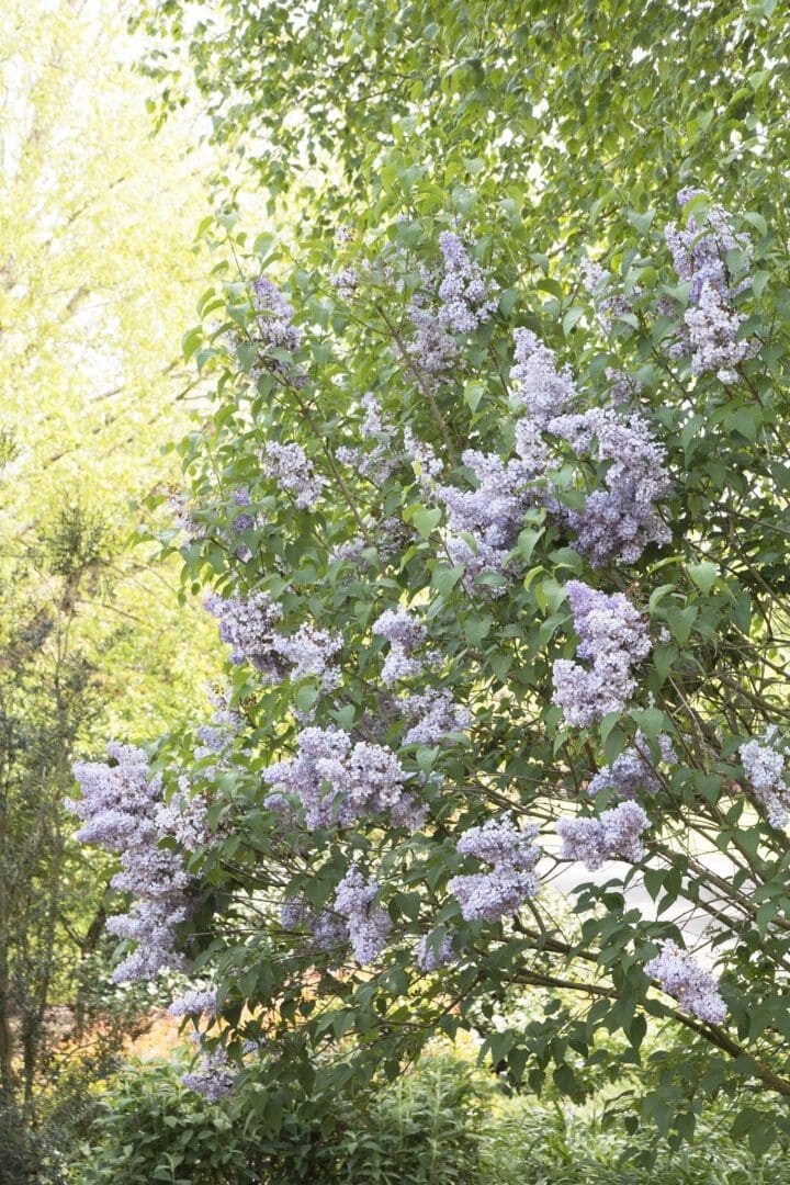 Blue Skies Lilac - Image 3