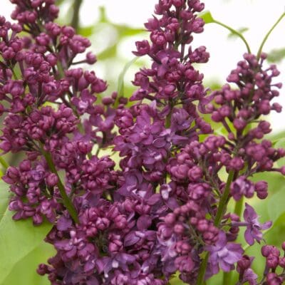 Charles Joly Lilac