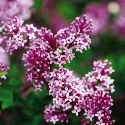 Dwarf Korean Lilac
