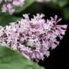 Little Lady Lilac