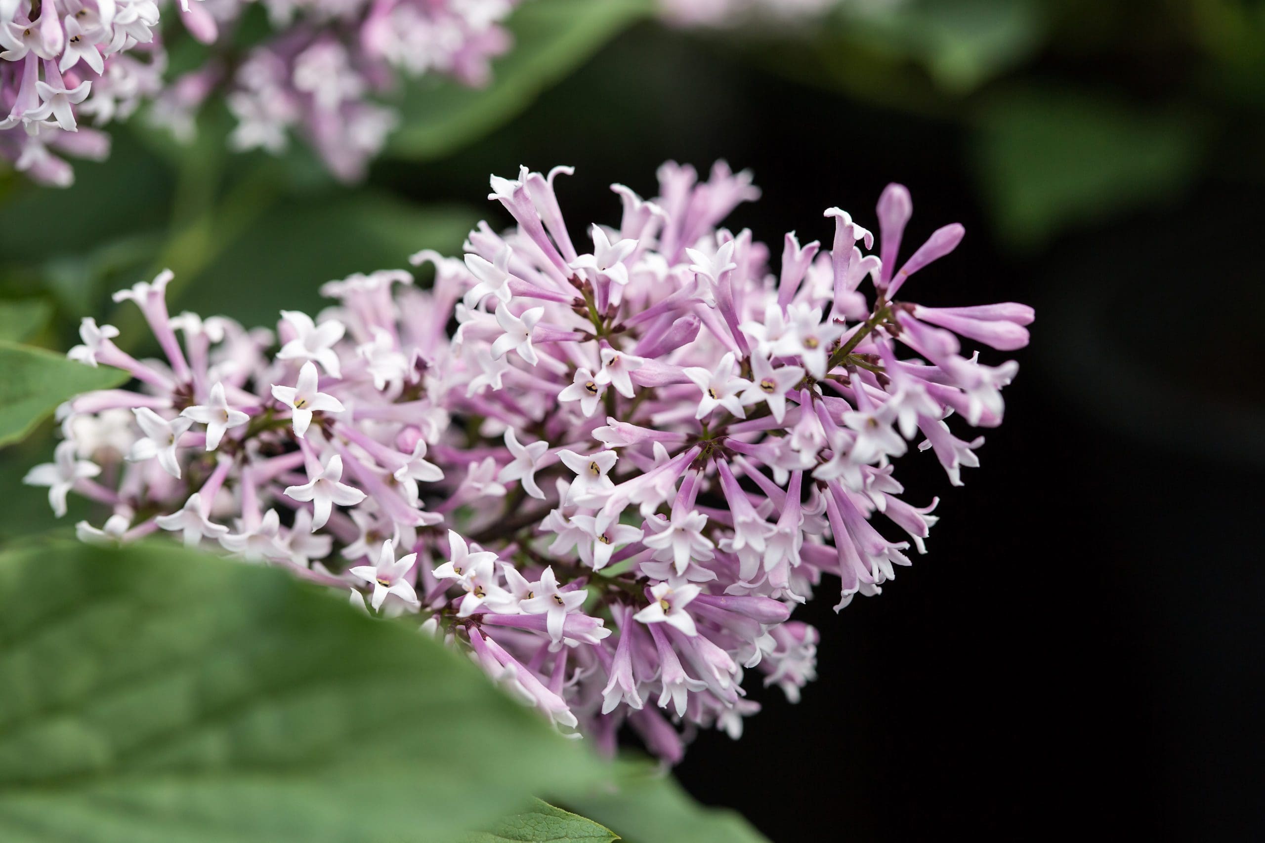 Little Lady Lilac - Pahl's Market - Apple Valley, MN