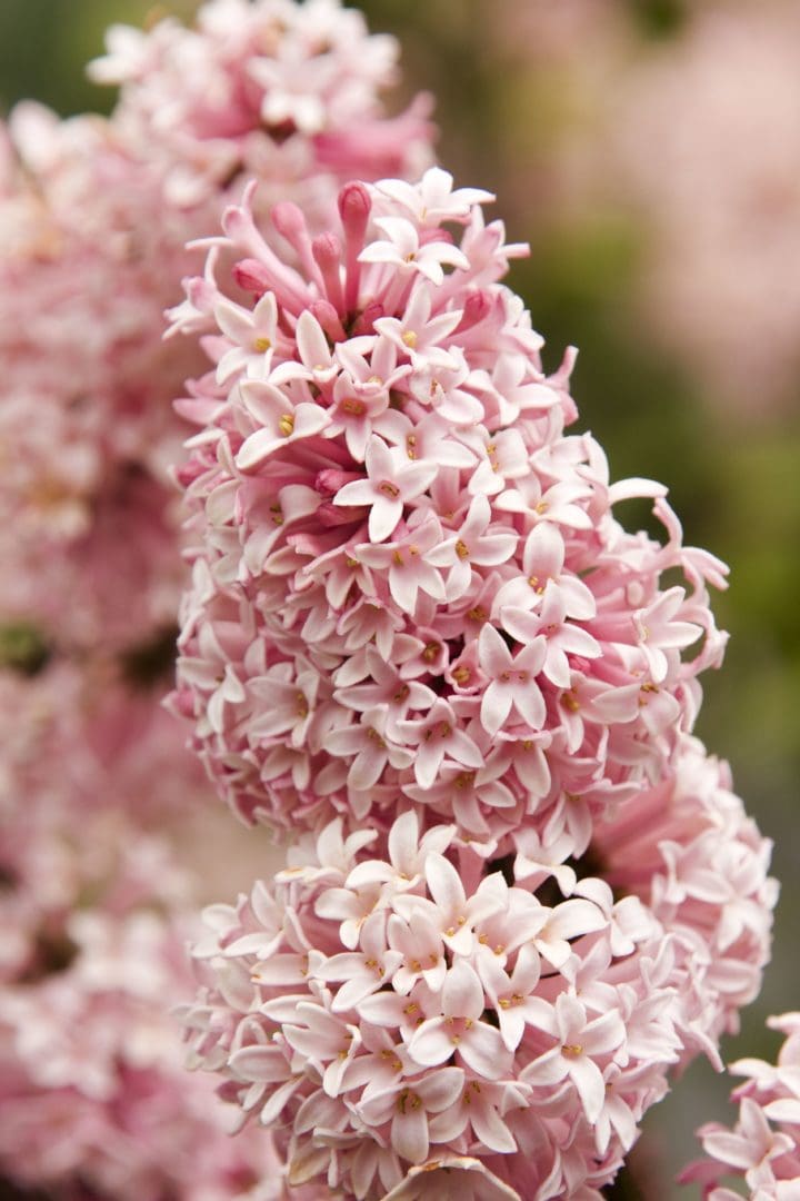Miss Canada Lilac