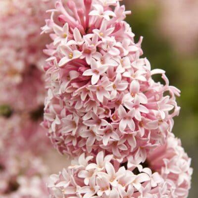 Miss Canada Lilac
