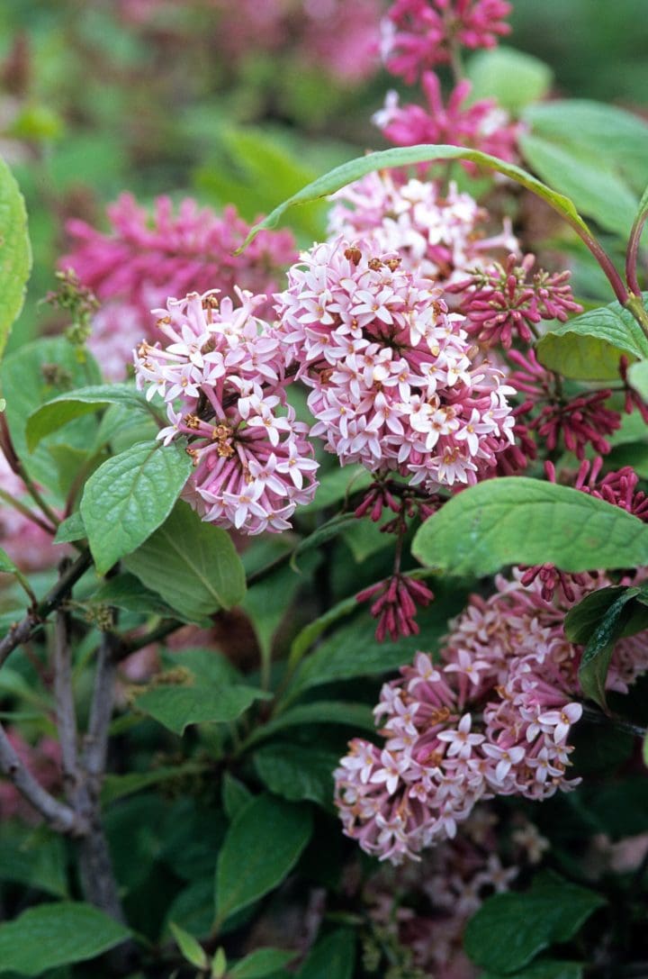 Miss Canada Lilac - Image 3