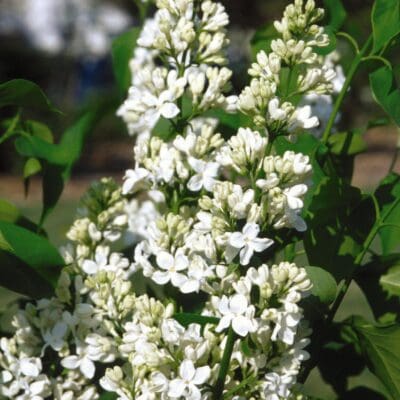 Mount Baker Lilac