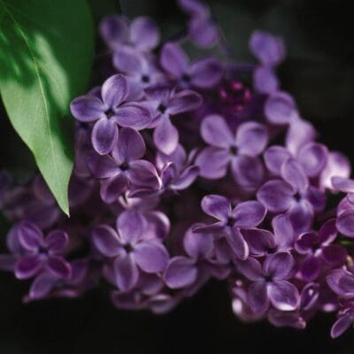 Pocahontas Lilac