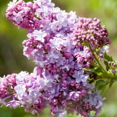 President Grevy Lilac