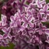 Sensation Lilac
