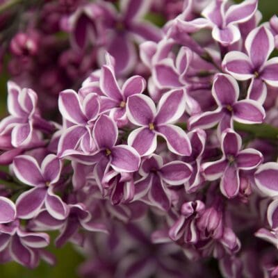 Sensation Lilac