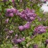 Sensation Lilac - Image 3