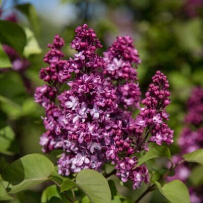 Virtual Violet Lilac