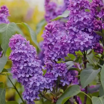 Yankee Doodle Lilac