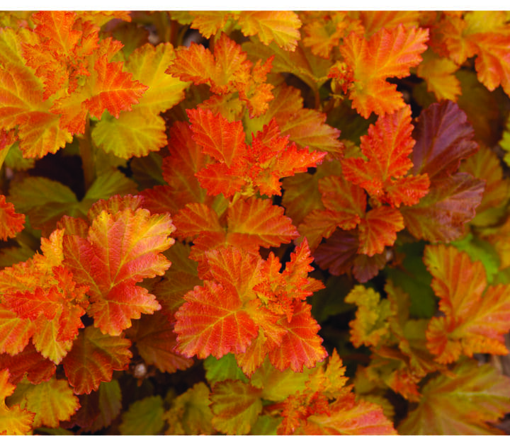 Amber Jubilee Ninebark - Image 2