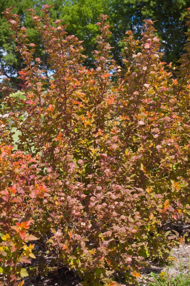 Amber Jubilee Ninebark - Image 3