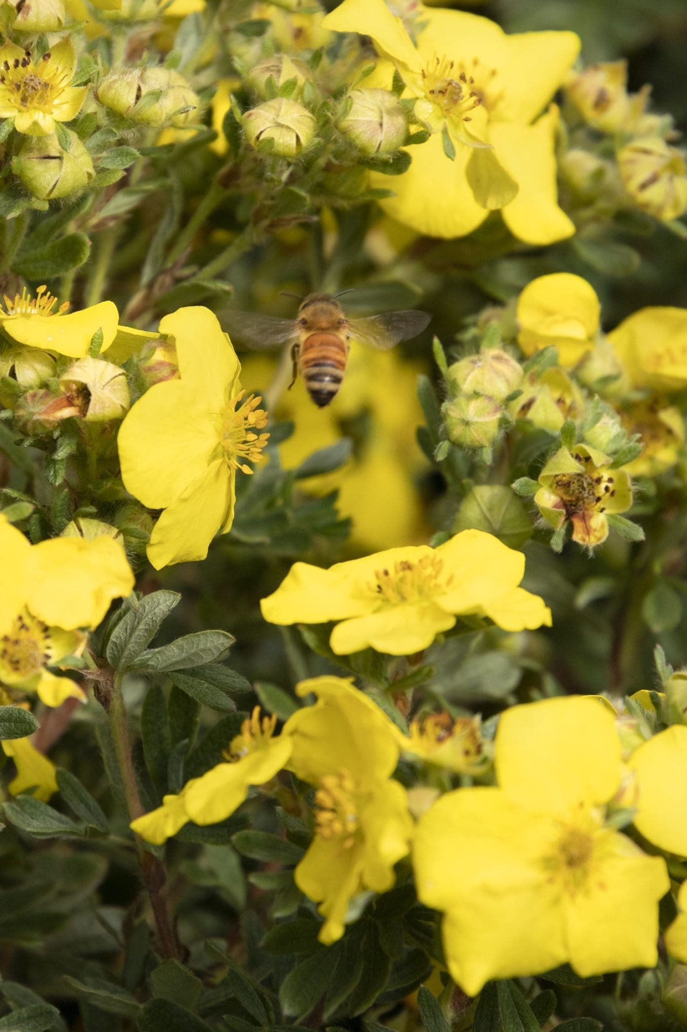 CheeseHead Potentilla Pahl's Market Apple Valley, MN