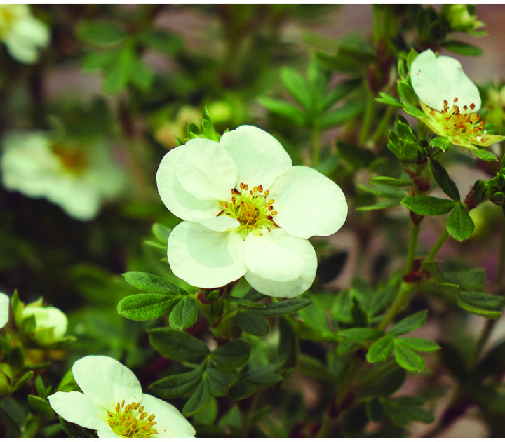 Crème Brulee Potentilla