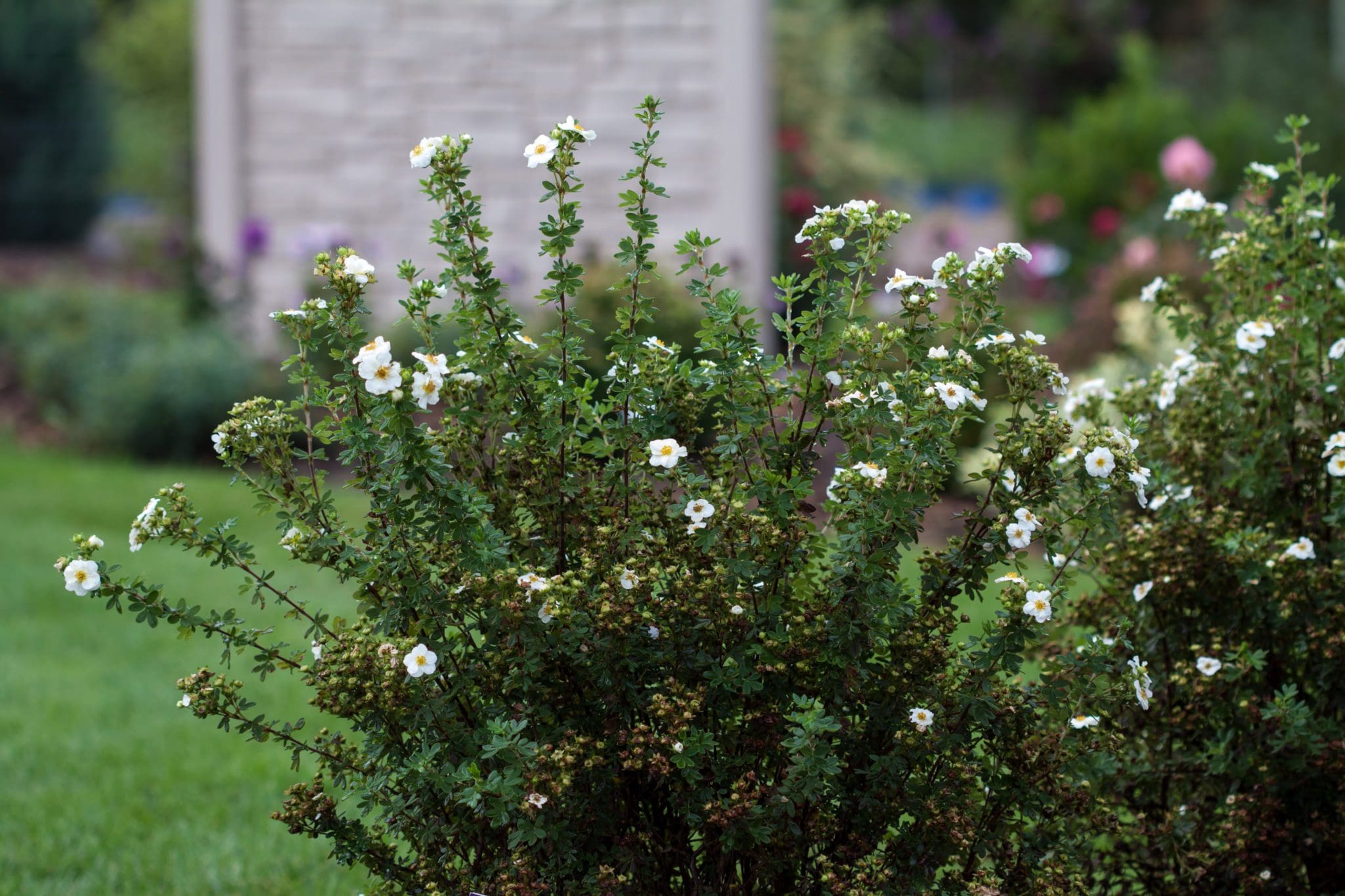 Creme Brulee Potentilla