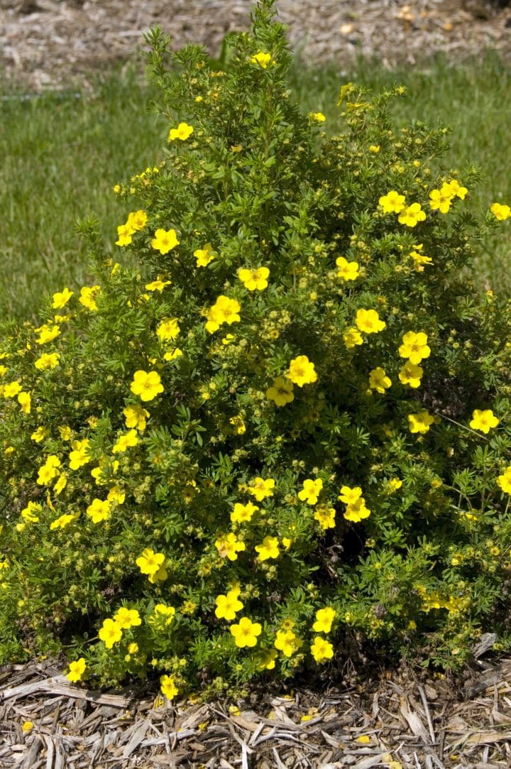 Dakota Sunspot Potentilla - Image 2