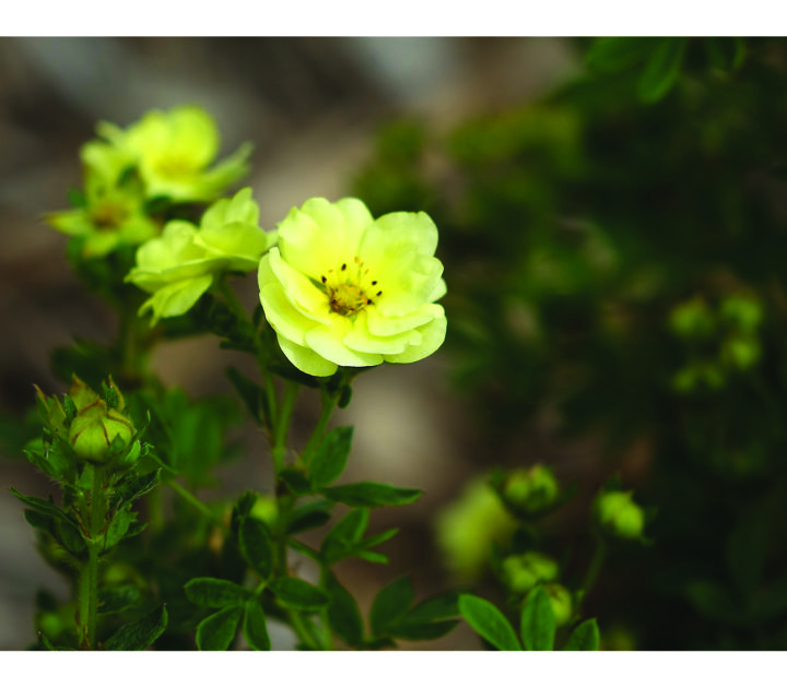 Lemon Meringue Potentilla