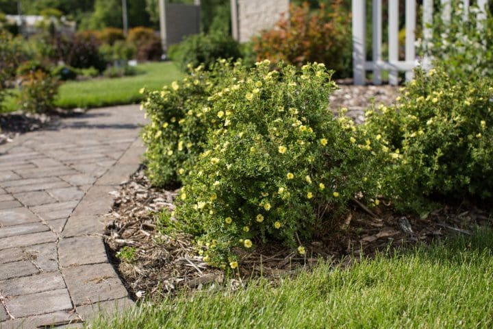 Lemon Meringue Potentilla - Image 2