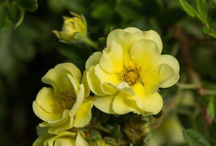 Lemon Meringue Potentilla - Image 3