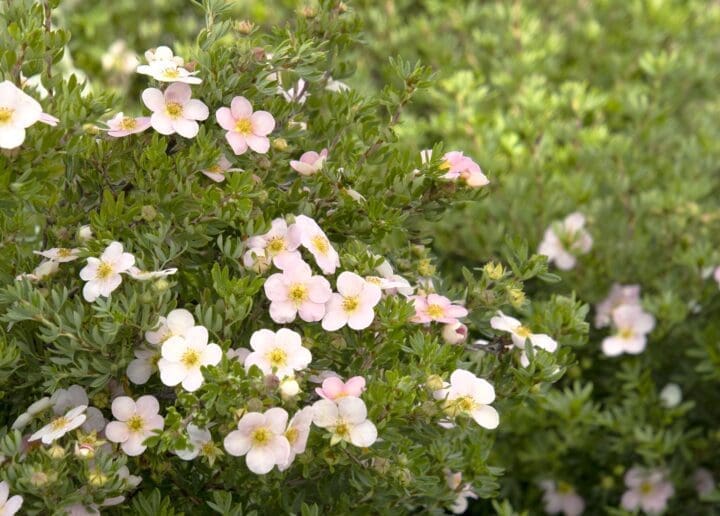 Pink Beauty Potentilla - Pahl's Market - Apple Valley, MN