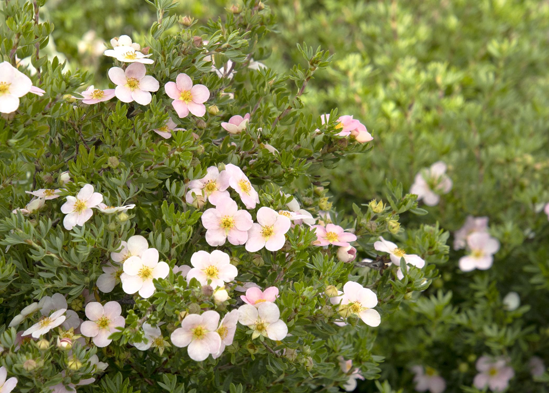 Bella Bellissima Potentilla By Bloomin Easy Bloomin Easy Shrubs Trees And Shrubs Plants