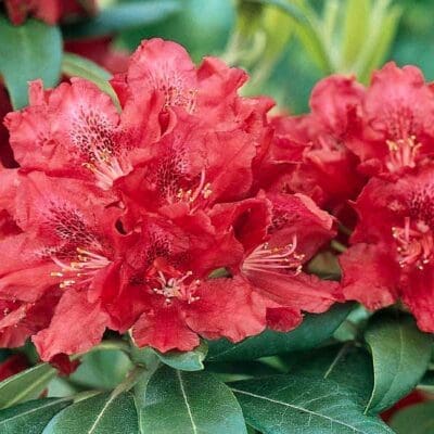 Henry's Red Rhododendron