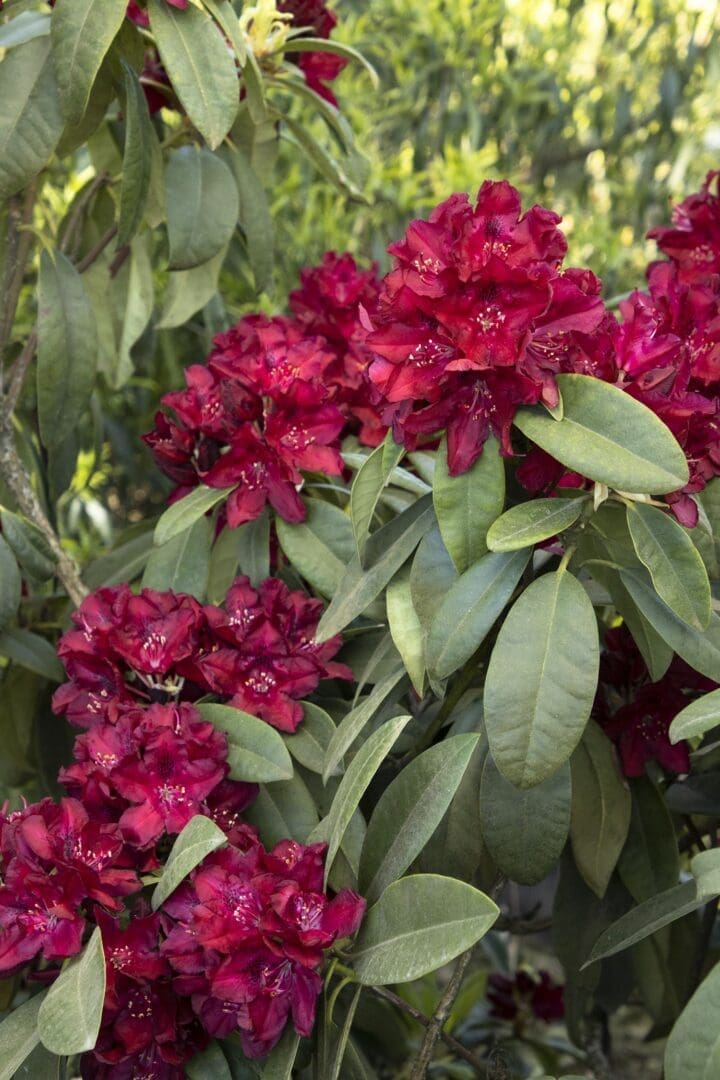 Henry's Red Rhododendron - Image 2