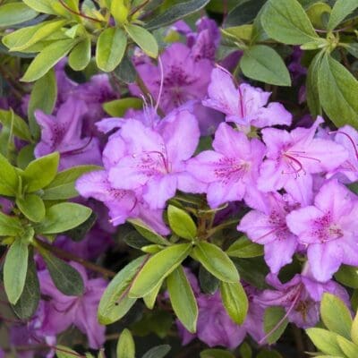 Karen Rhododendron