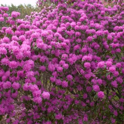 P.J.M. Rhododendron