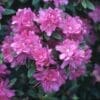 Purple Gem Rhododendron