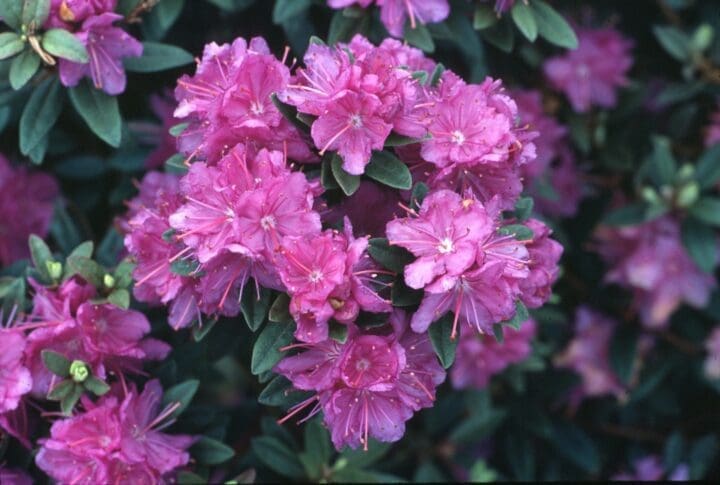 Purple Gem Rhododendron