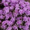 Purple Gem Rhododendron - Image 2