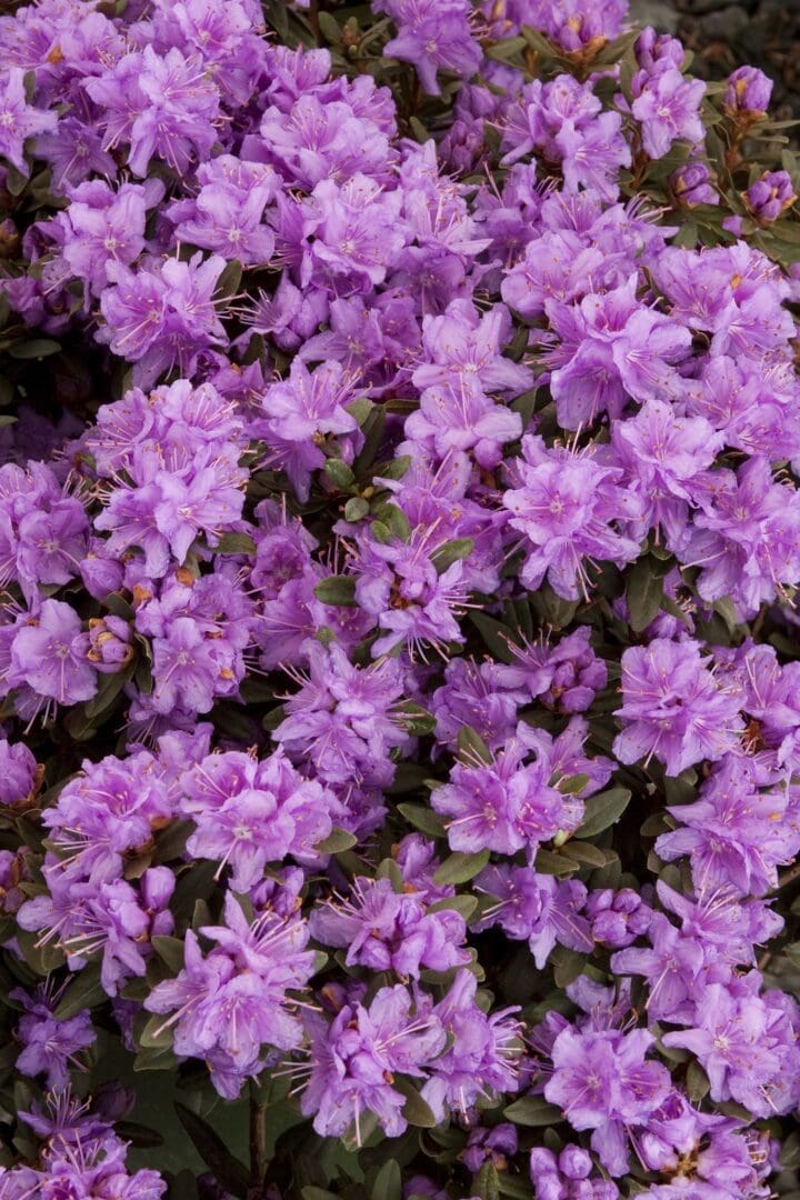 Purple Gem Rhododendron - Image 2