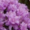 Purple Gem Rhododendron - Image 3