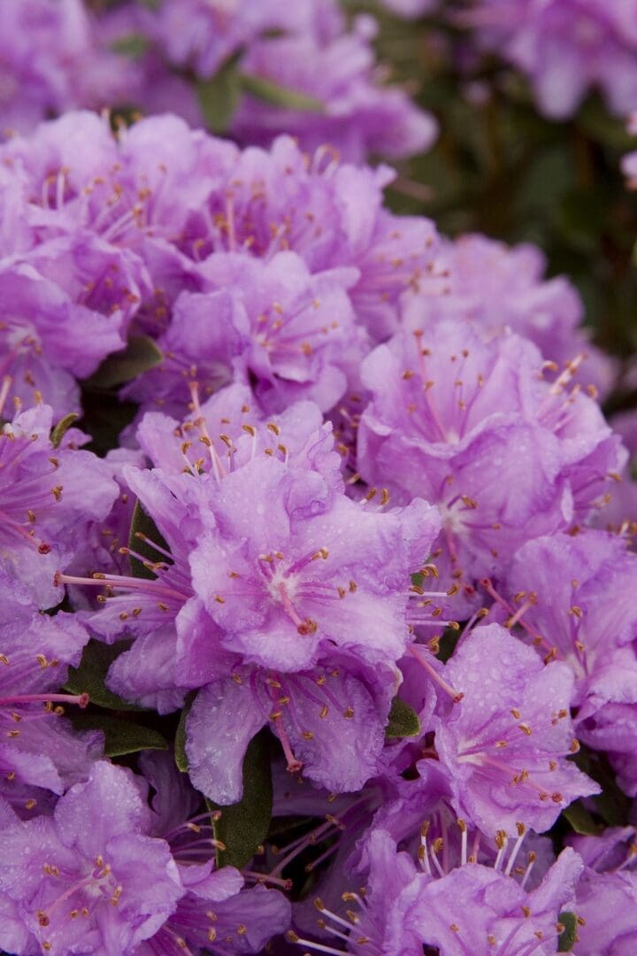 Purple Gem Rhododendron - Image 3