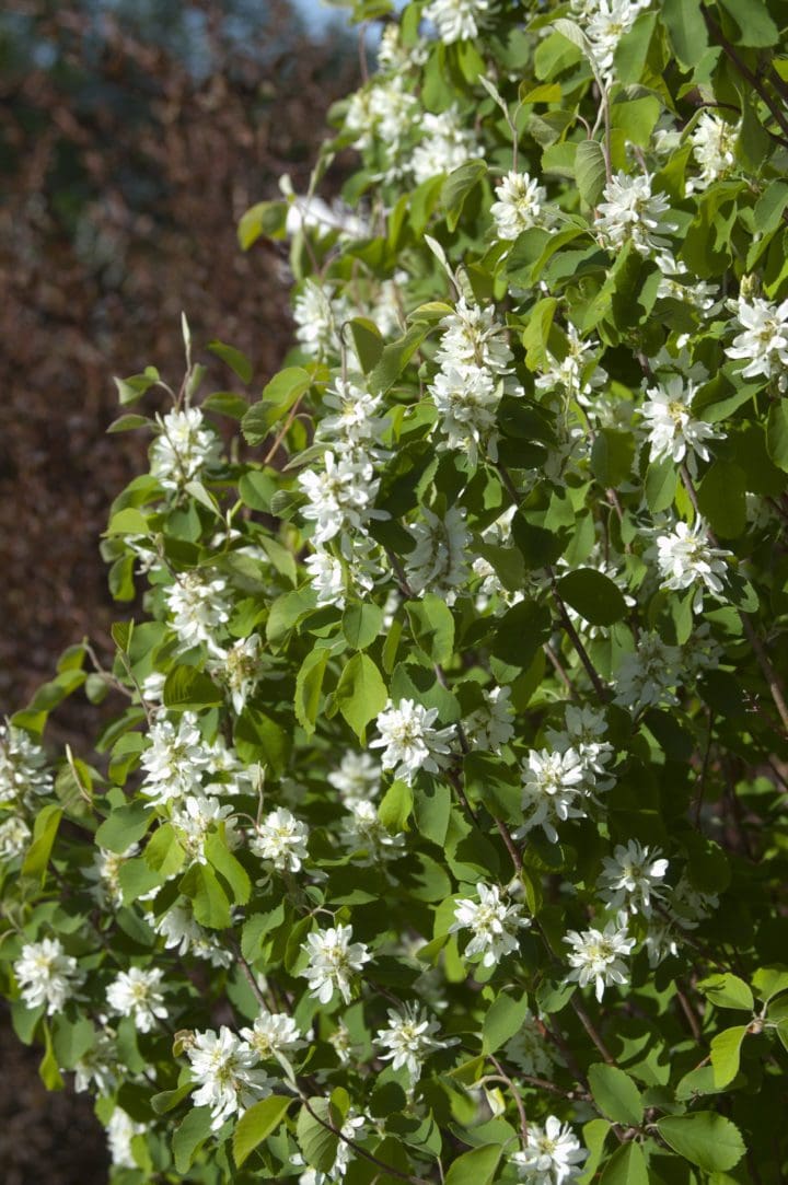 Standing Ovation Serviceberry - Image 2